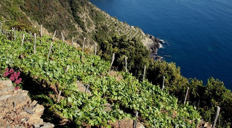 Agricolura Liguria